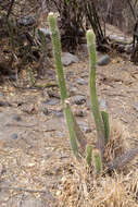 Imagem de Echinopsis quadratiumbonata (F. Ritter) D. R. Hunt