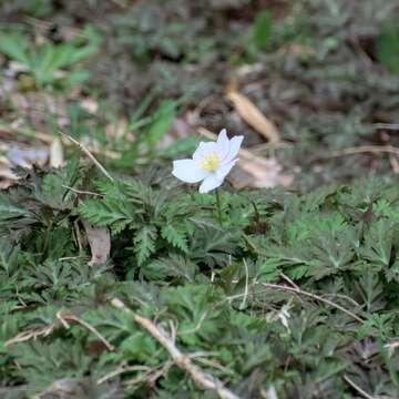 Imagem de Anemone nikoensis Maxim.