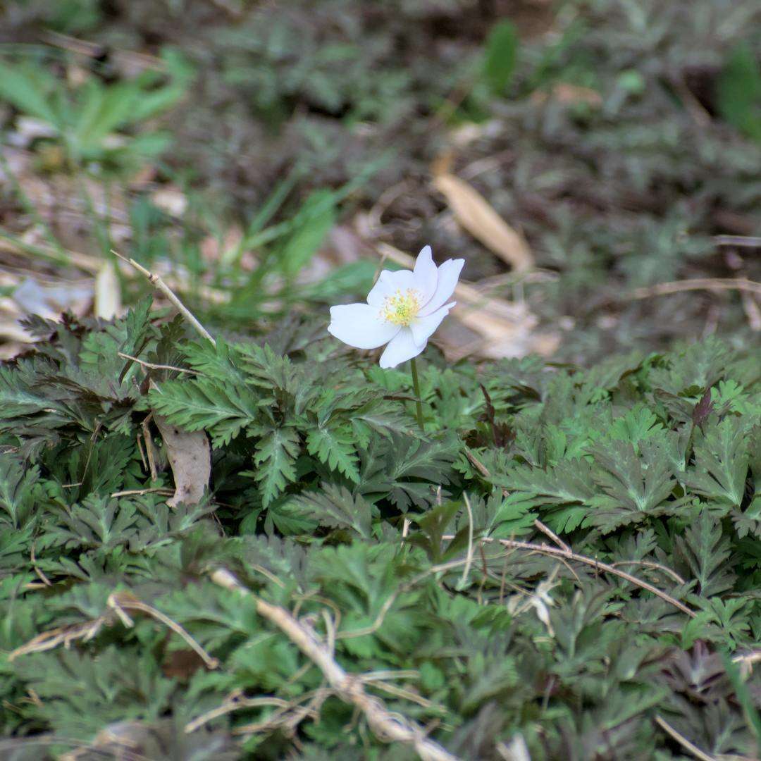 Слика од Anemone nikoensis Maxim.