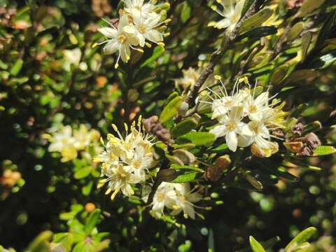 Imagem de Phebalium squamulosum subsp. alpinum (Benth.) Paul G. Wilson