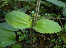 Imagem de Ourisia macrophylla subsp. lactea (L. B. Moore) Meudt