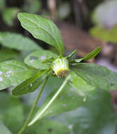 Image of Carpesium divaricatum Sieb. & Zucc.