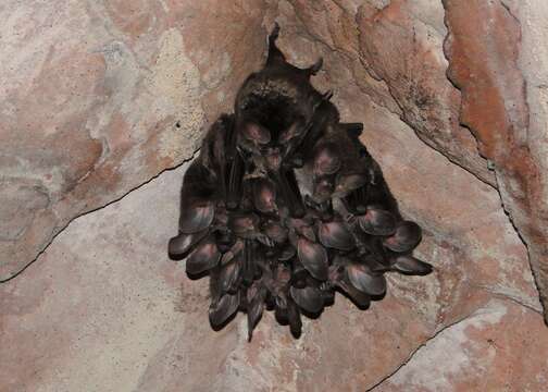 Image of big-eared woolly bat