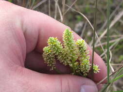 Image of Polygala carteri