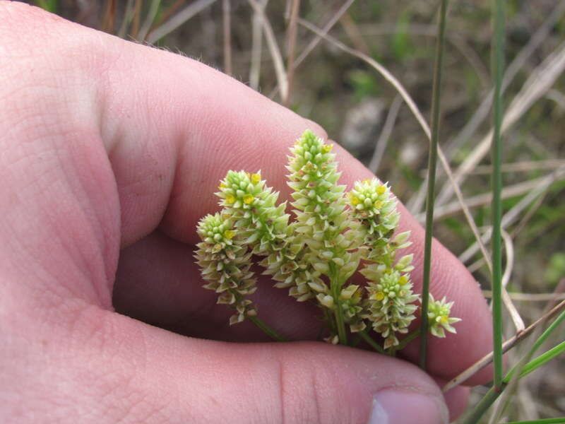 Image of Polygala carteri