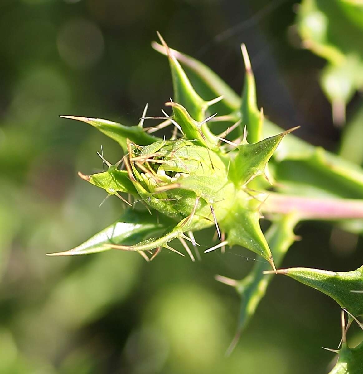 Imagem de Berkheya spinosa (L. fil.) Druce