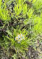 Image of Thin-leafed Darwin's Shrub