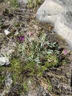 Image de Oxytropis popoviana Peschkova