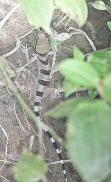 Image of Malayan Forest Gecko