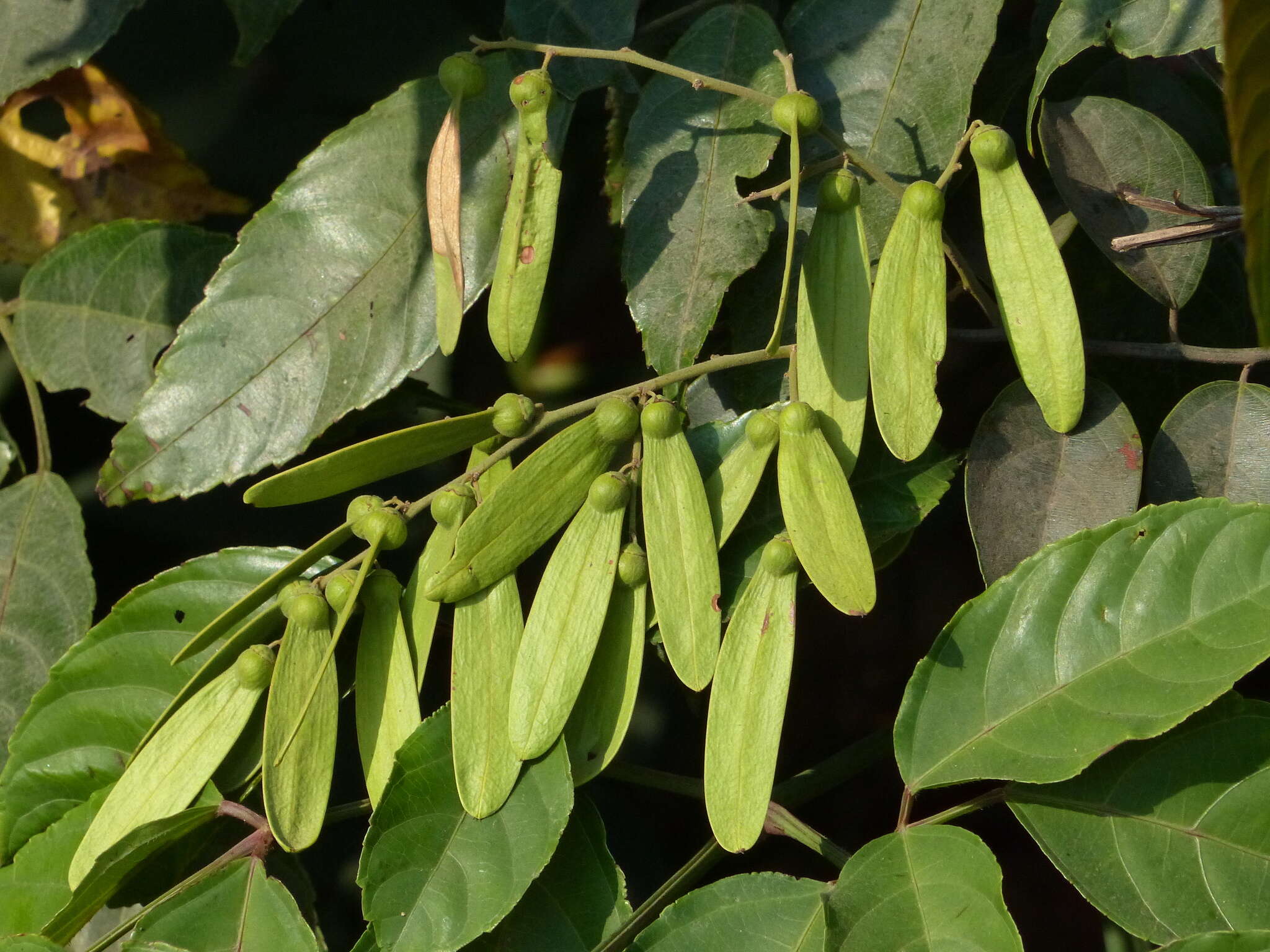 Image of Ventilago madraspatana Gaertn.