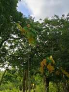 Image of Jatropha peltata Sessé