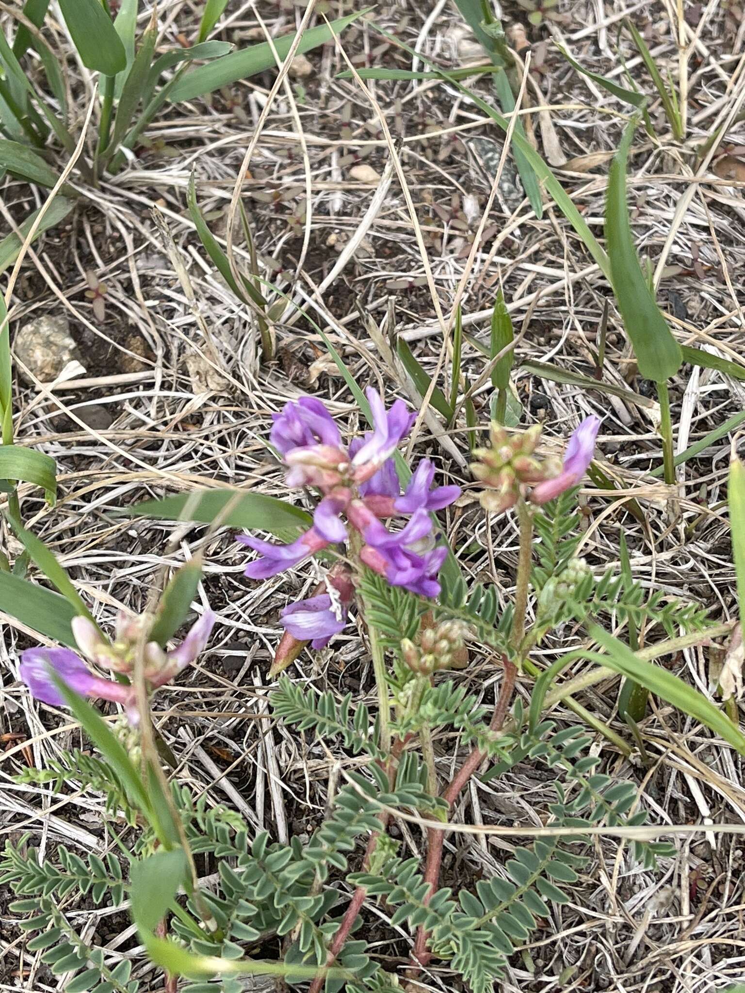 Imagem de Astragalus hallii A. Gray