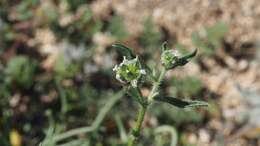 Plancia ëd Cryptantha pterocarya (Torr.) Greene