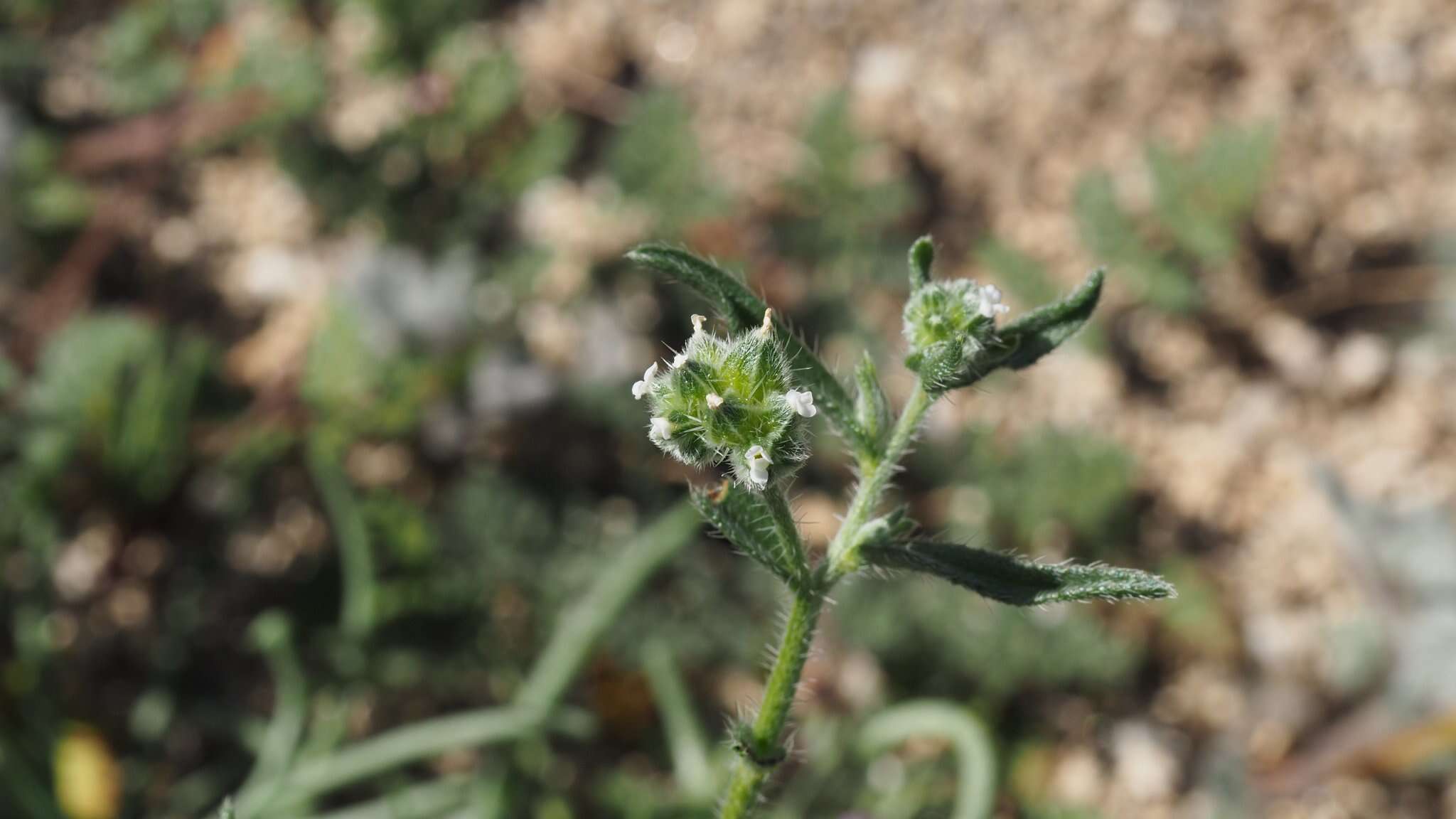 Plancia ëd Cryptantha pterocarya (Torr.) Greene