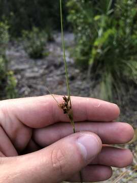 Image of Pine-Barren Beak Sedge