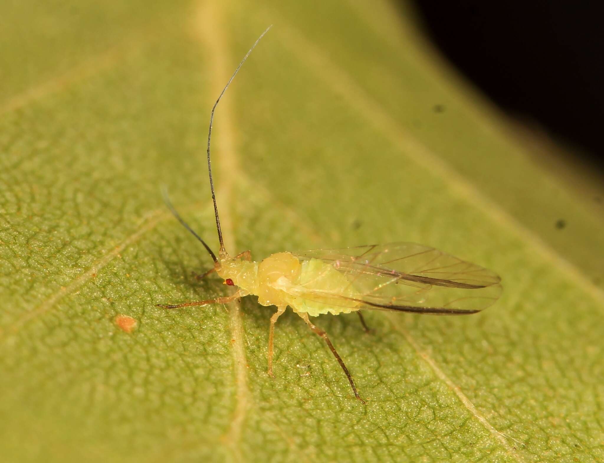 Image of Monaphis antennata (Kaltenbach 1843)