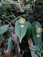 Image of Pleurothallis octavioi Luer & R. Escobar