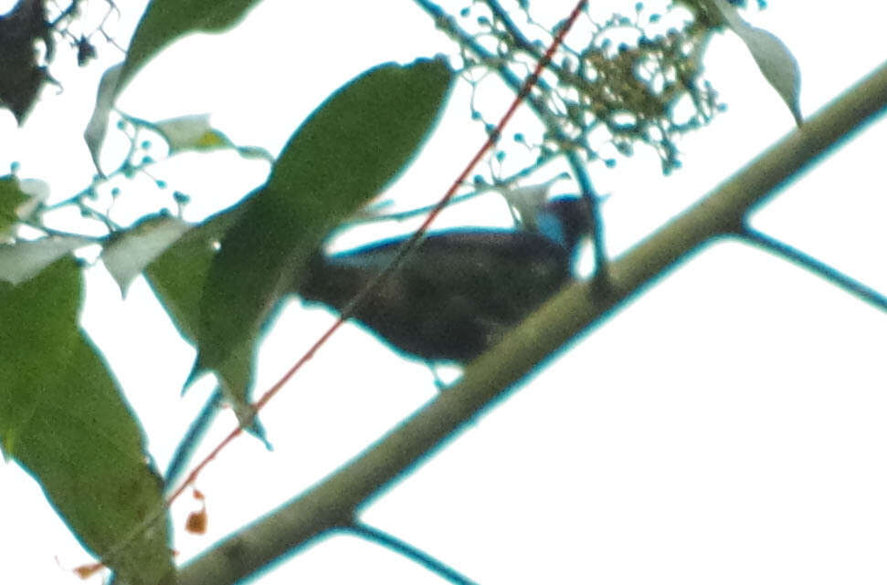 Image of Scarlet-thighed Dacnis