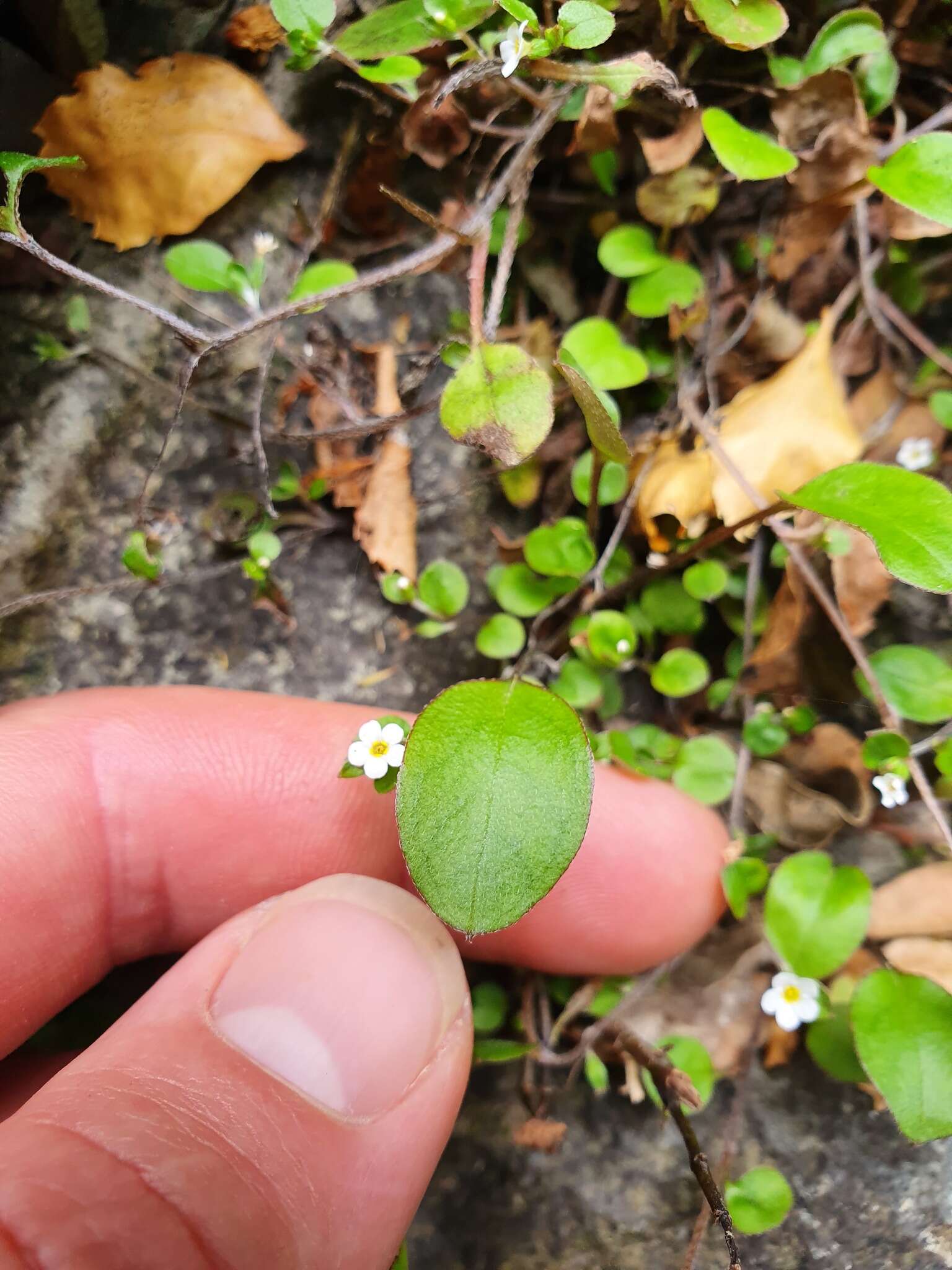 Imagem de Myosotis chaffeyorum Lehnebach