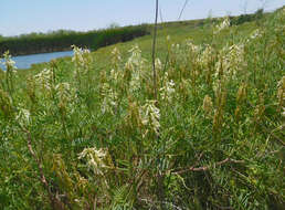 Imagem de Astragalus racemosus Pursh