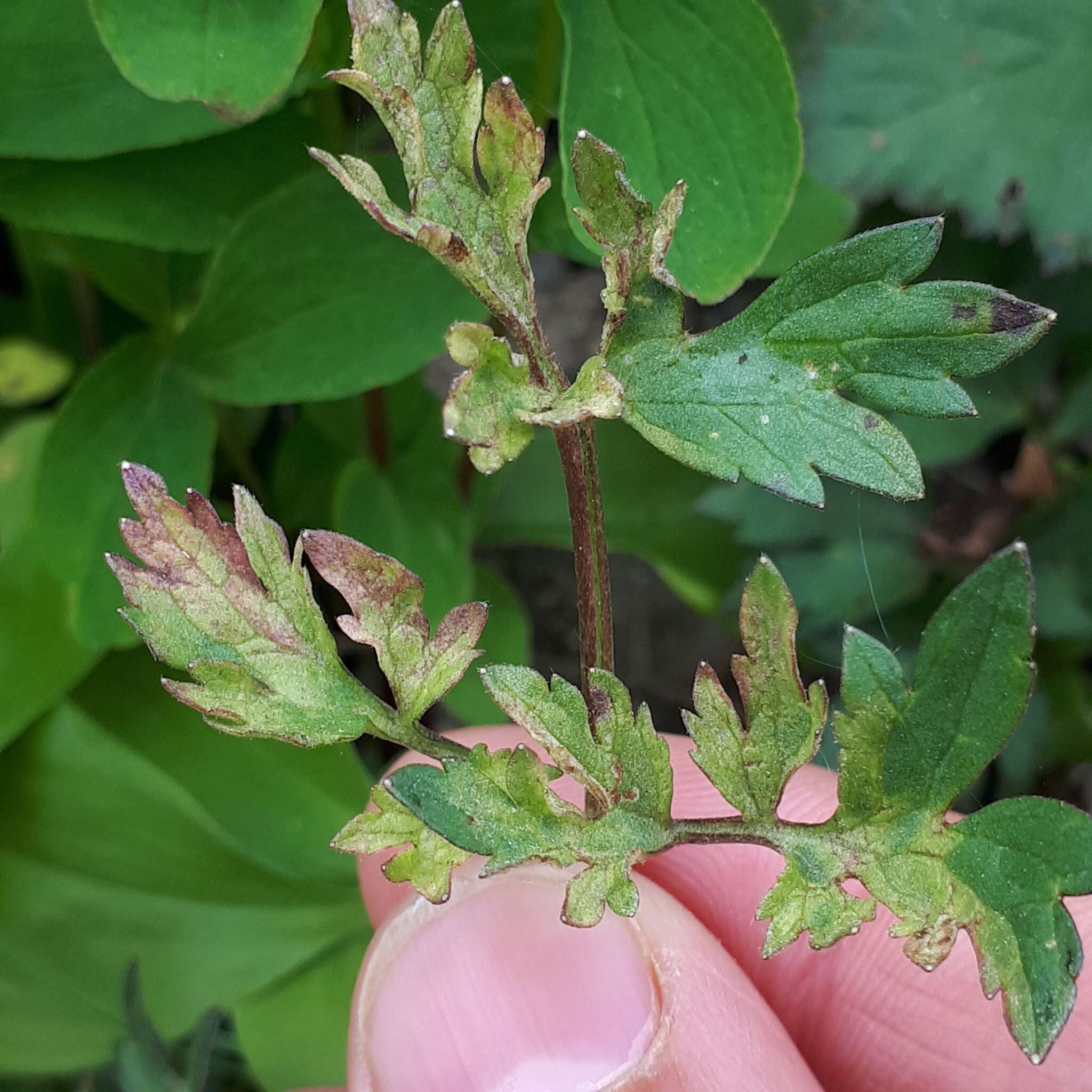 Peronospora ranunculi resmi