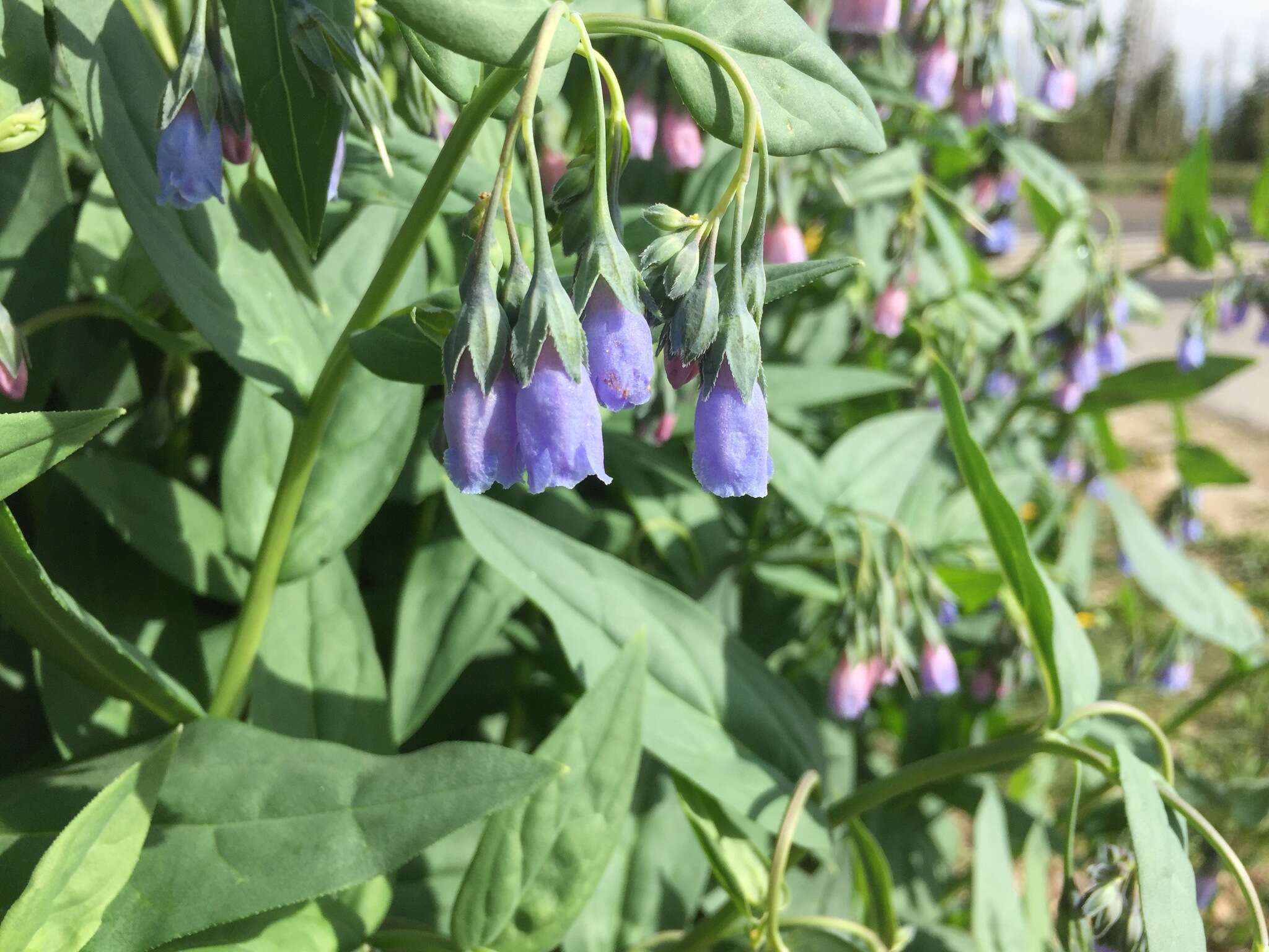 Image of aspen bluebells