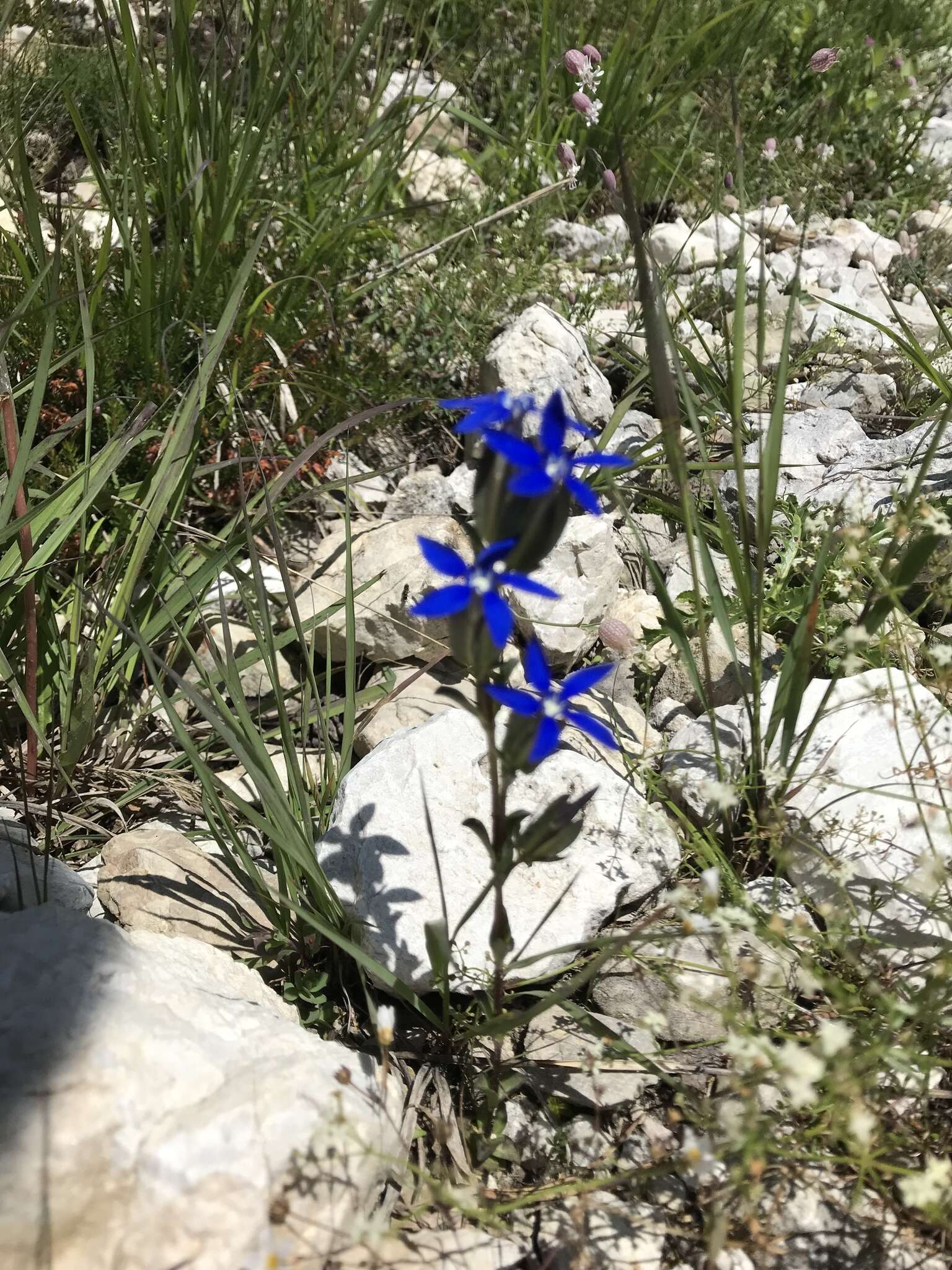 Image of Gentiana utriculosa L.