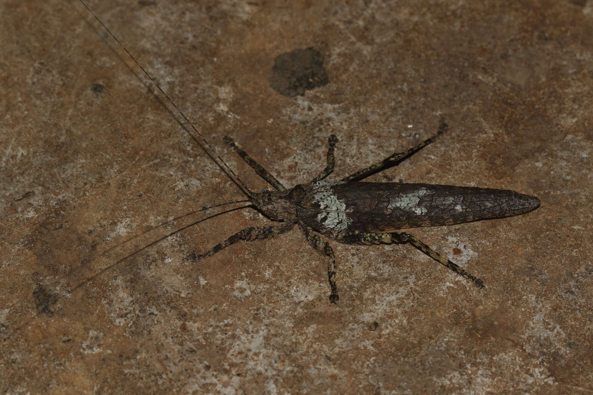 Image of Sathrophyllia rugosa (Linnaeus 1758)