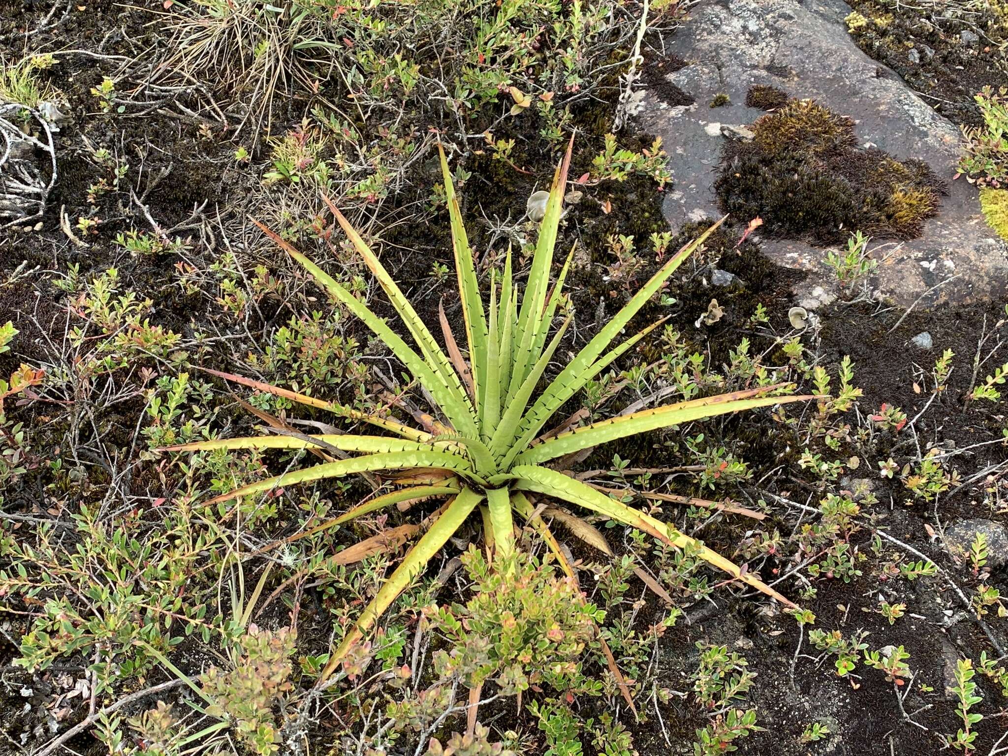 Puya goudotiana Mez的圖片