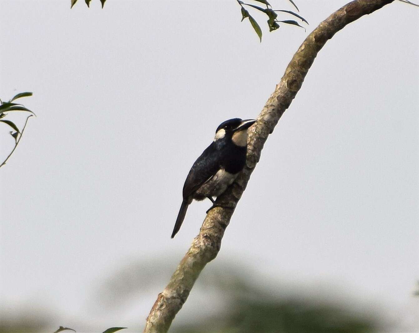 Image of Black-breasted Puffbird