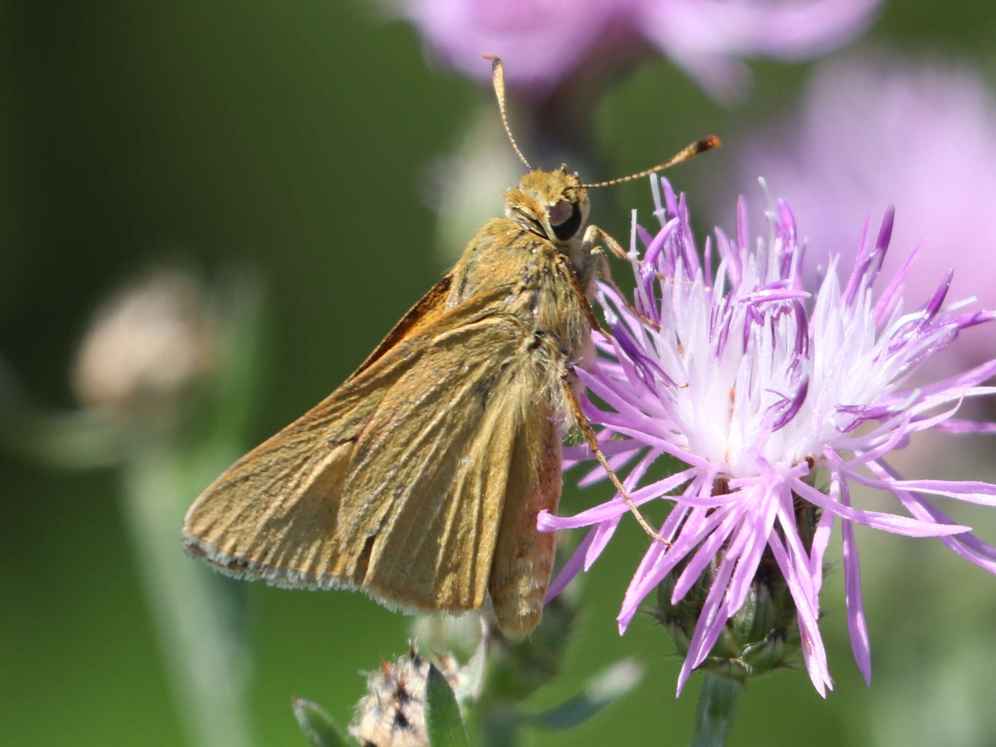 Image of Rare skipper