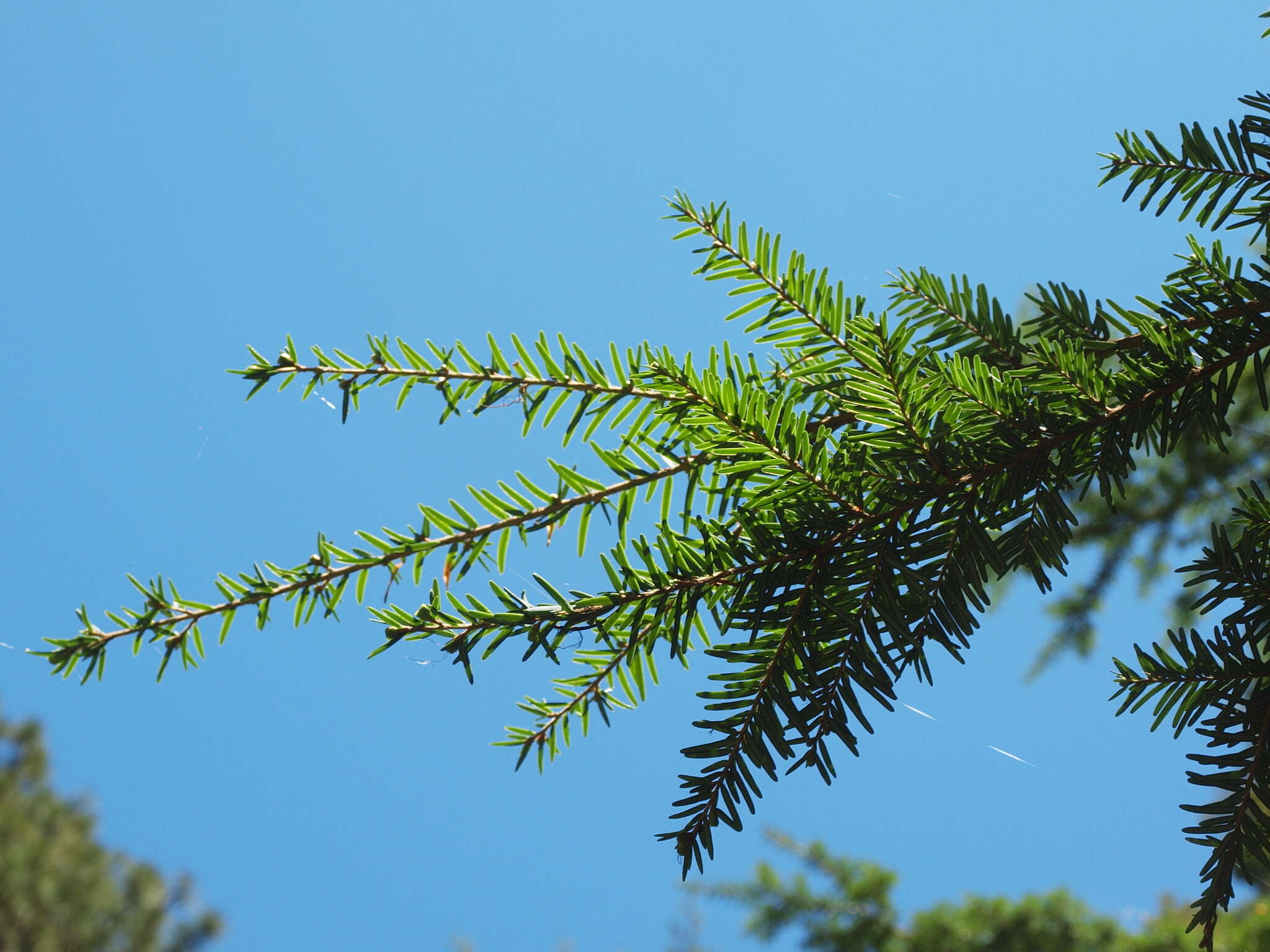 Image of western hemlock