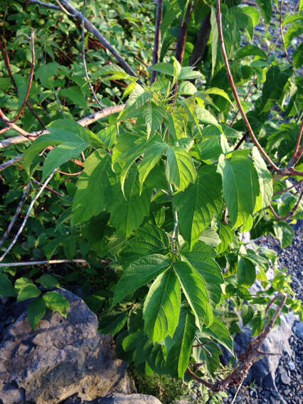 Image of Box Elder