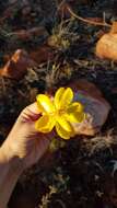 Imagem de Cochlospermum fraseri Planch.