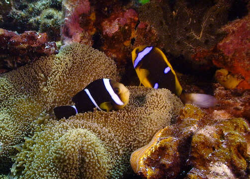 Image of Maroon clownfish