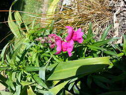 Plancia ëd Antirrhinum majus L.