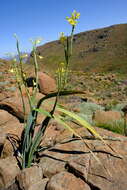 Image of Moraea reflexa Goldblatt