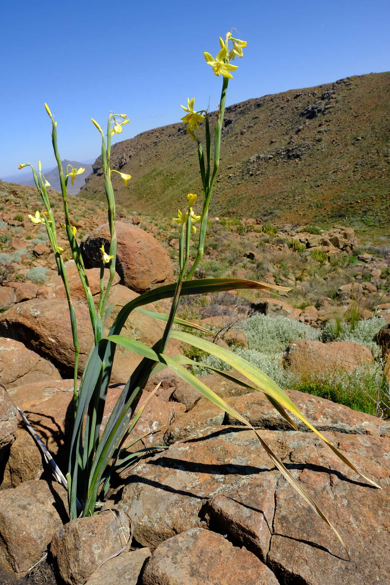 Image of Moraea reflexa Goldblatt