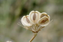 Image of Zosima absinthifolia (Vent.) Link
