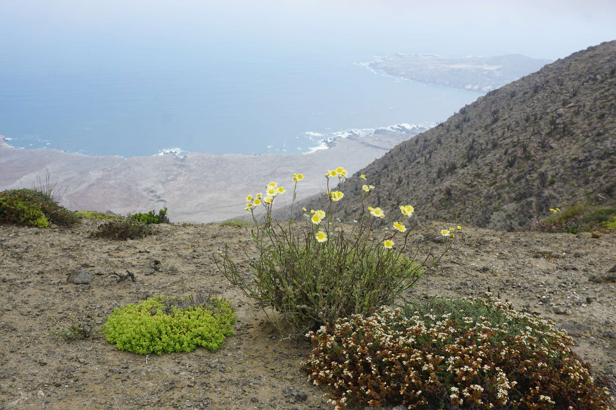 Слика од Senecio antofagastanus Cabrera