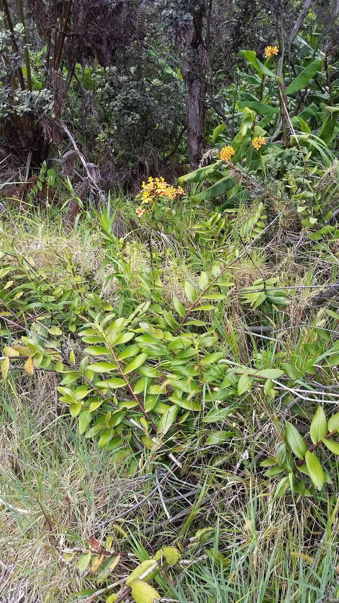 Plancia ëd Epidendrum obrienianum Rolfe