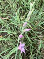 Imagem de Gladiolus brachyphyllus F. Bolus