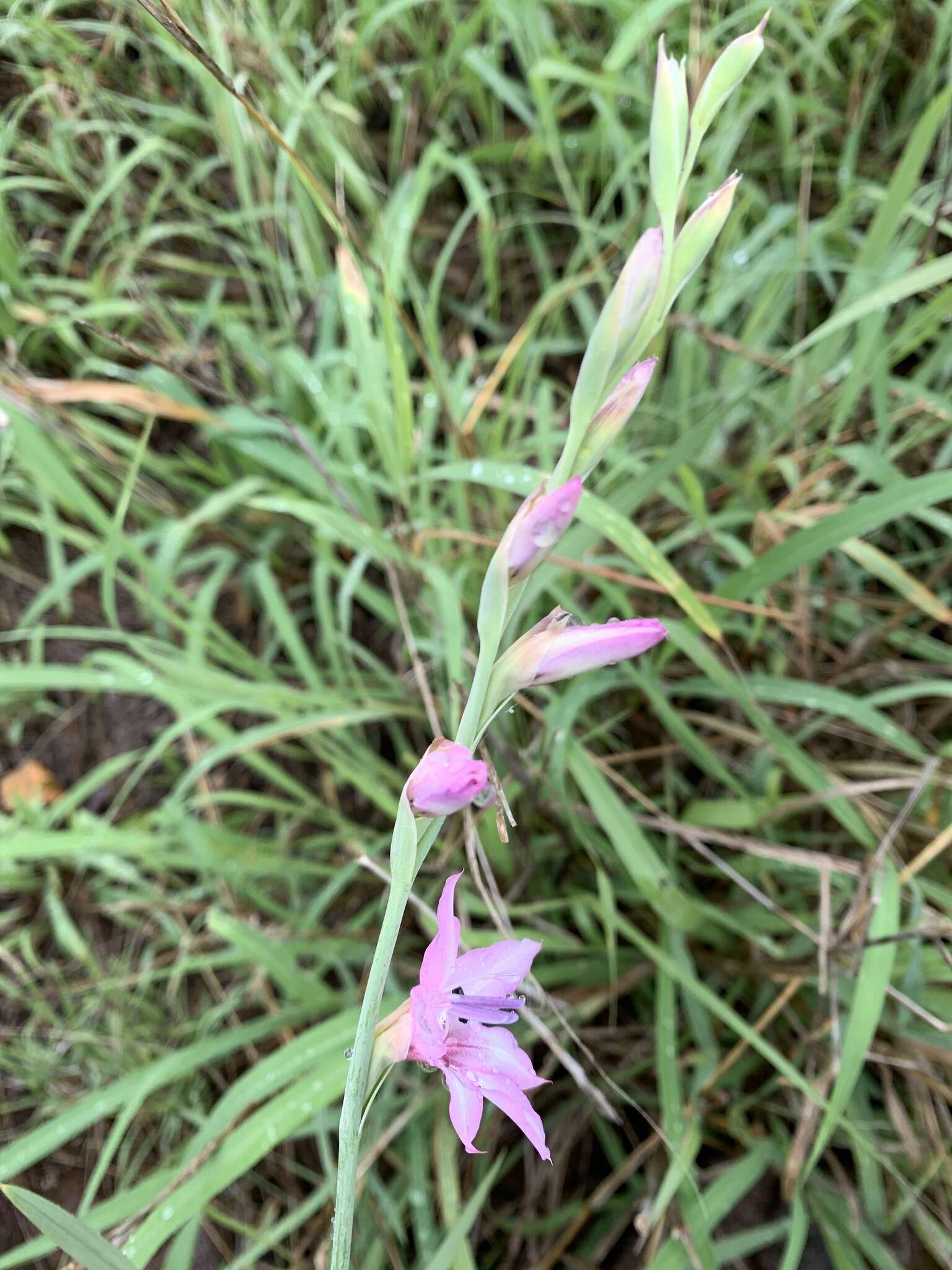 Imagem de Gladiolus brachyphyllus F. Bolus