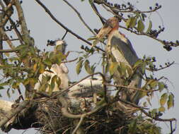 Image of Greater Adjutant