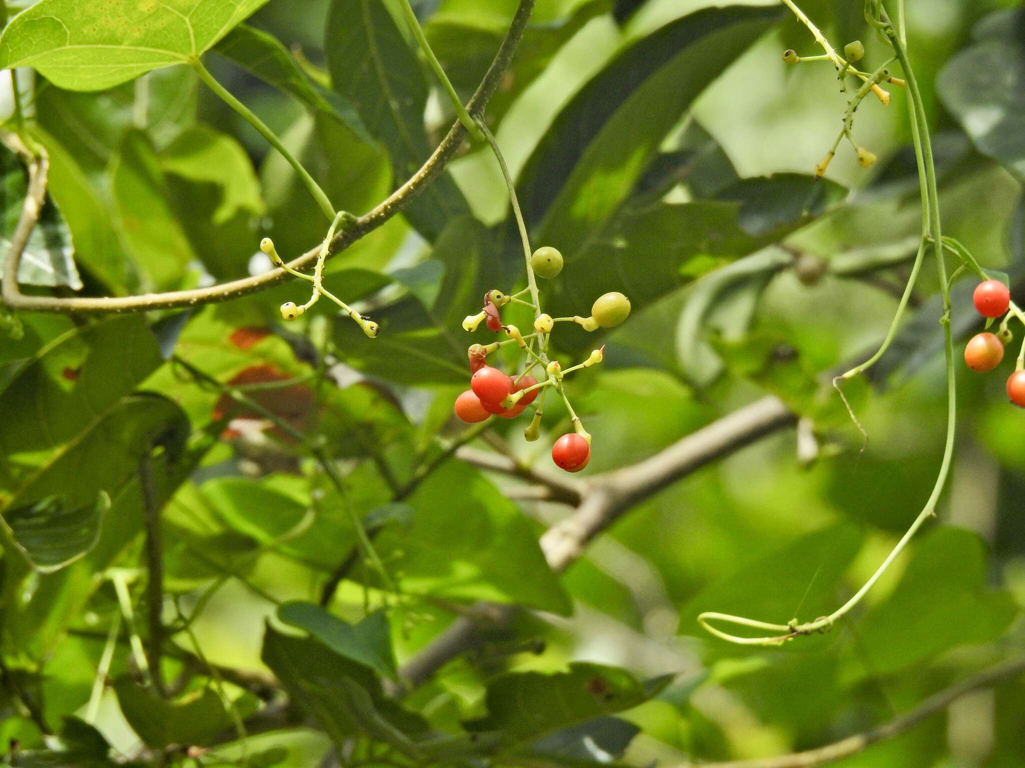 Image of Tinospora smilacina Benth.