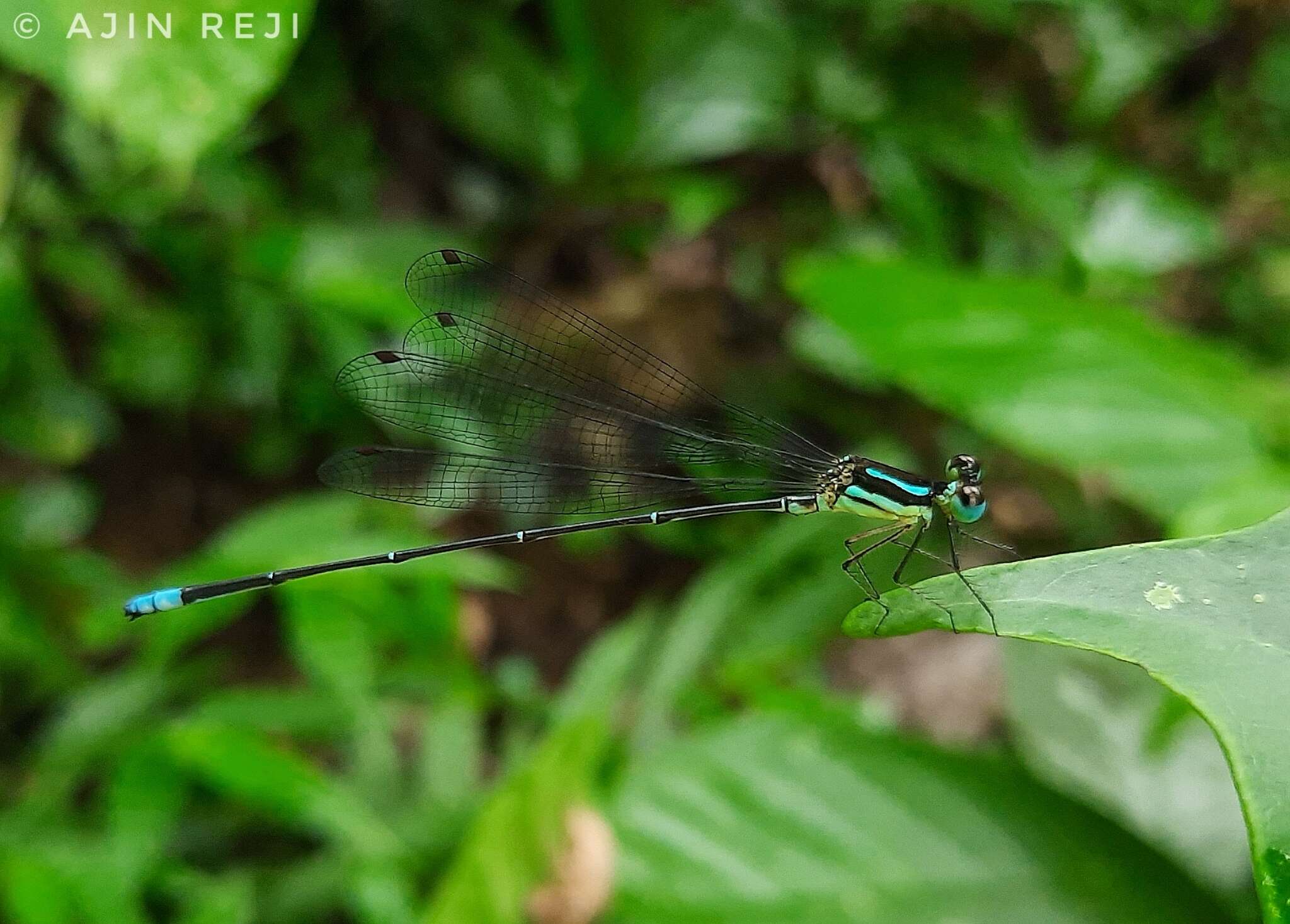 Image of Caconeura risi (Fraser 1931)