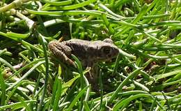 Image of Berber Toad