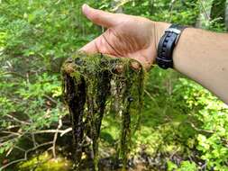 Image of hiddenfruit bladderwort