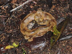 Image of Bothrocophias hyoprora (Amaral 1935)