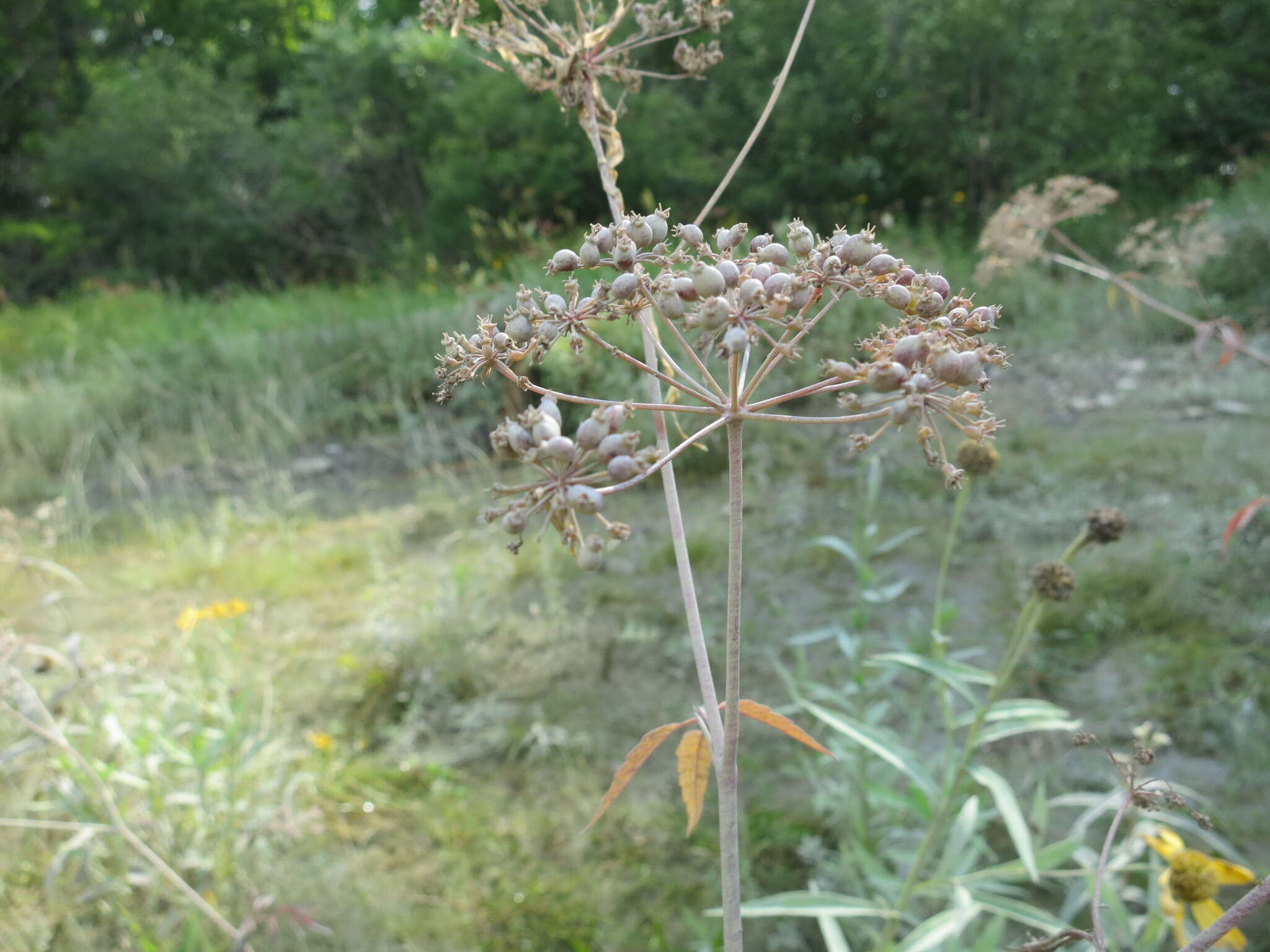 Image of spotted water hemlock